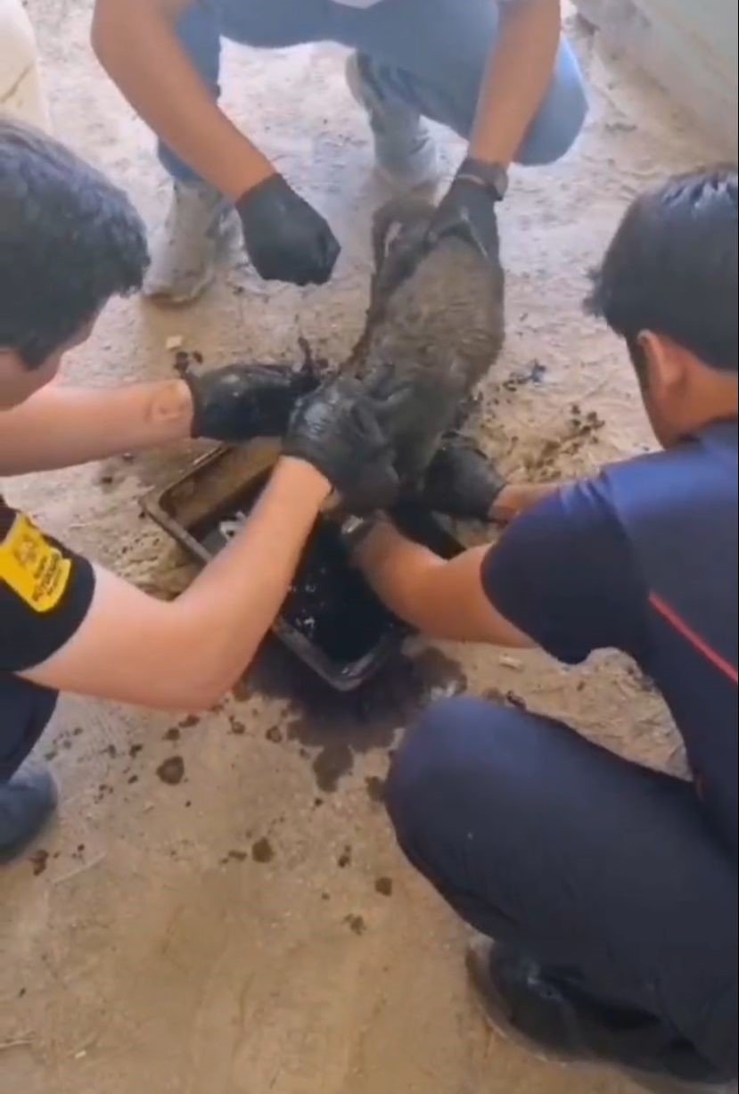 Konya'da zifte yapışan yavru köpekleri itfaiye kurtardı