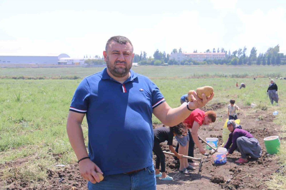 350 Dönüm Patates Tarlasını Vatandaşlara Bedava Dağıttı