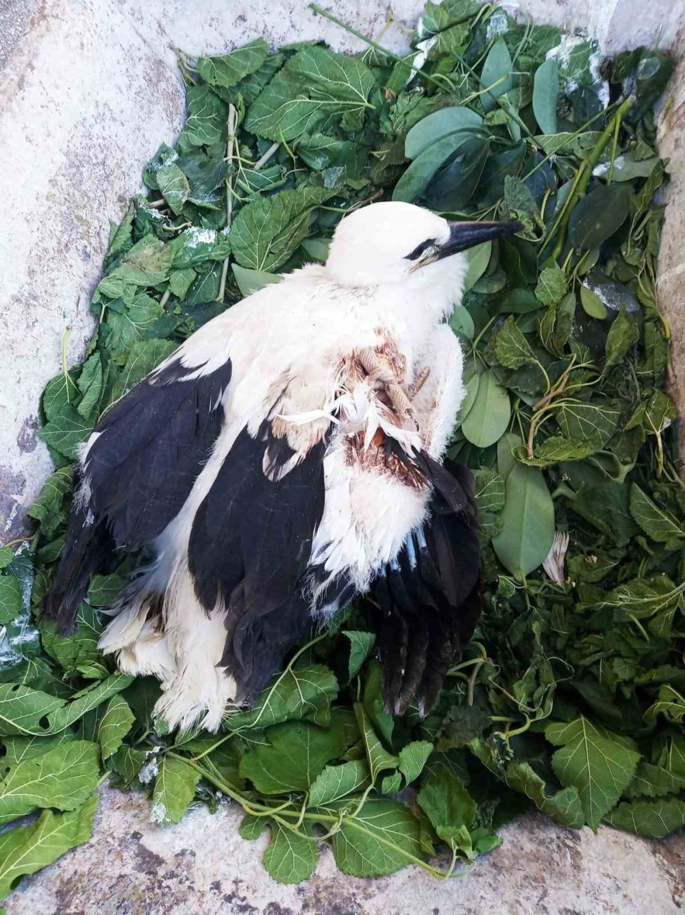 Yuvadan Düşen Yaralı Yavru Leylek Koruma Altına Alındı