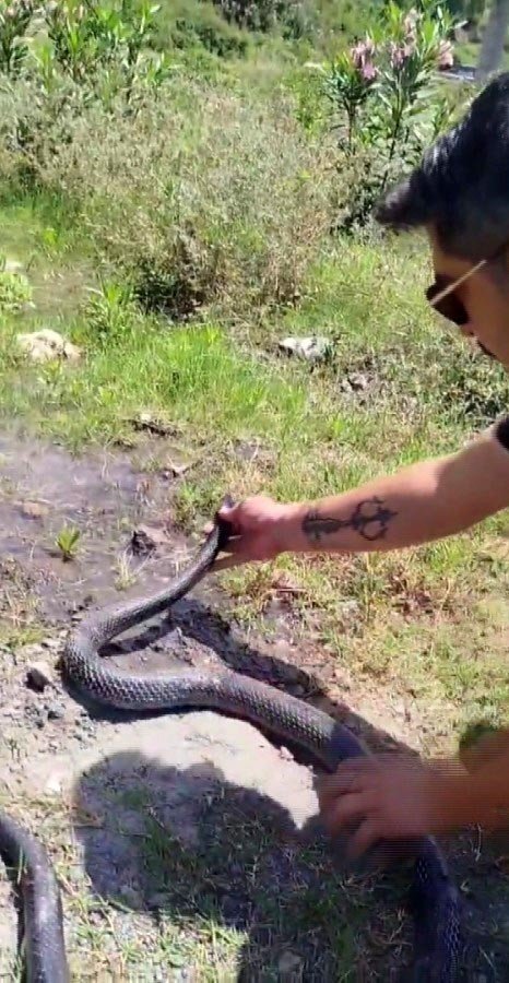 Yılanlara fısıldayan adam: Yılancı Kemal