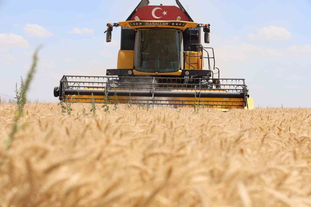 Konya Ovası'nda Buğday Rekoltesi Düşüyor