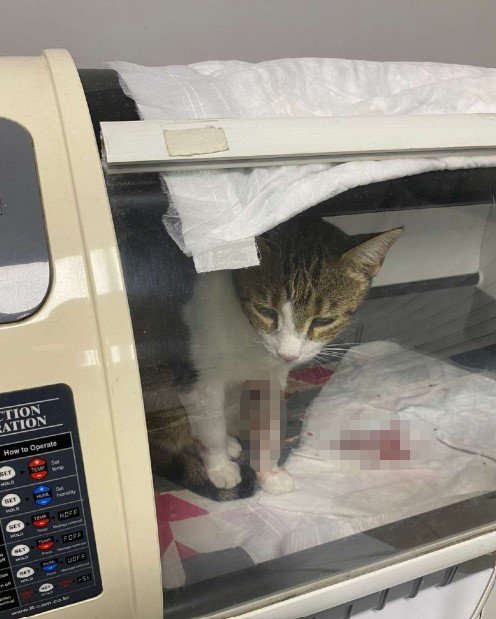 Şirine’yi tekmeleyerek 4. kattan aşağı atan kadın akademisyene hapis cezası