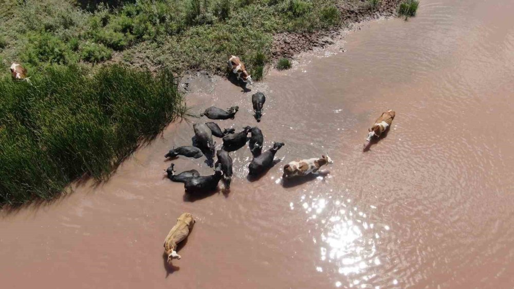 Afrika belgeseli değil, Türkiye'de sıcak hava manzarası