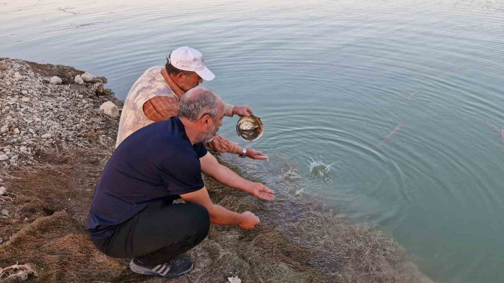 Su seviyesi düşünce yavru balıklar çukurda mahsur kaldı