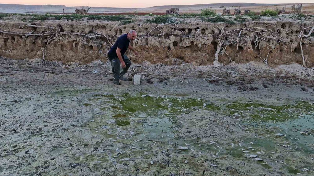 Su seviyesi düşünce yavru balıklar çukurda mahsur kaldı