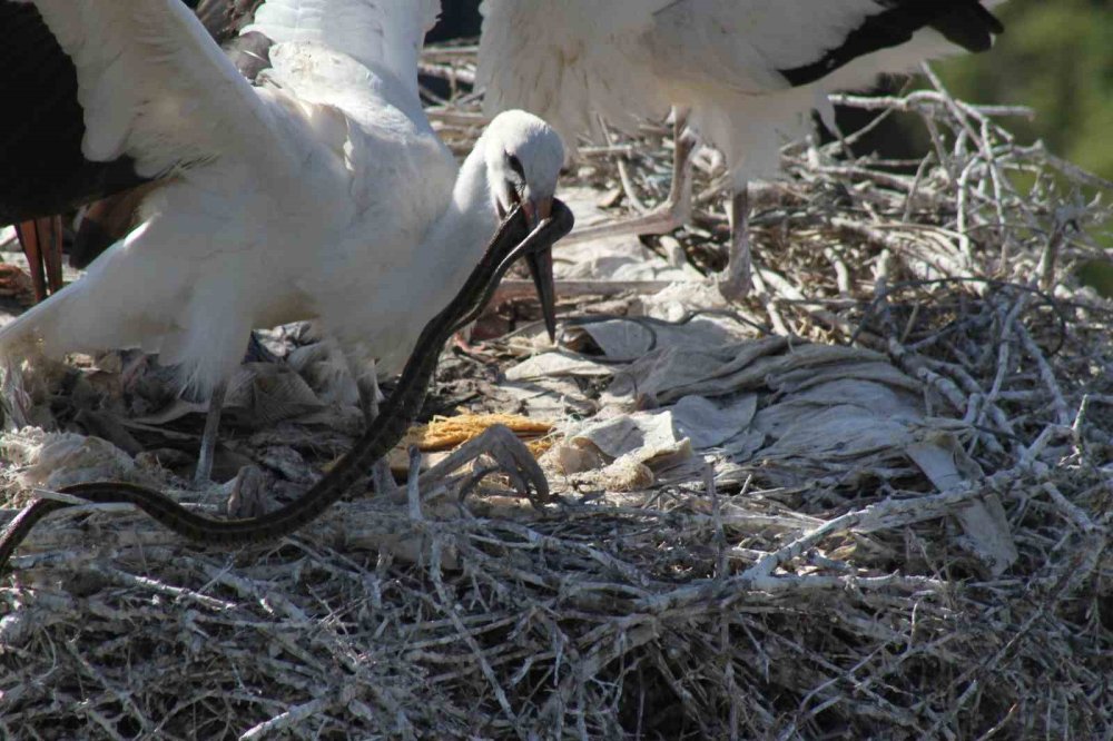 Beyşehir'de Leyleklerden Görsel Şölen: Yılanı Kaptığı Gibi Yavrularına Getirdi