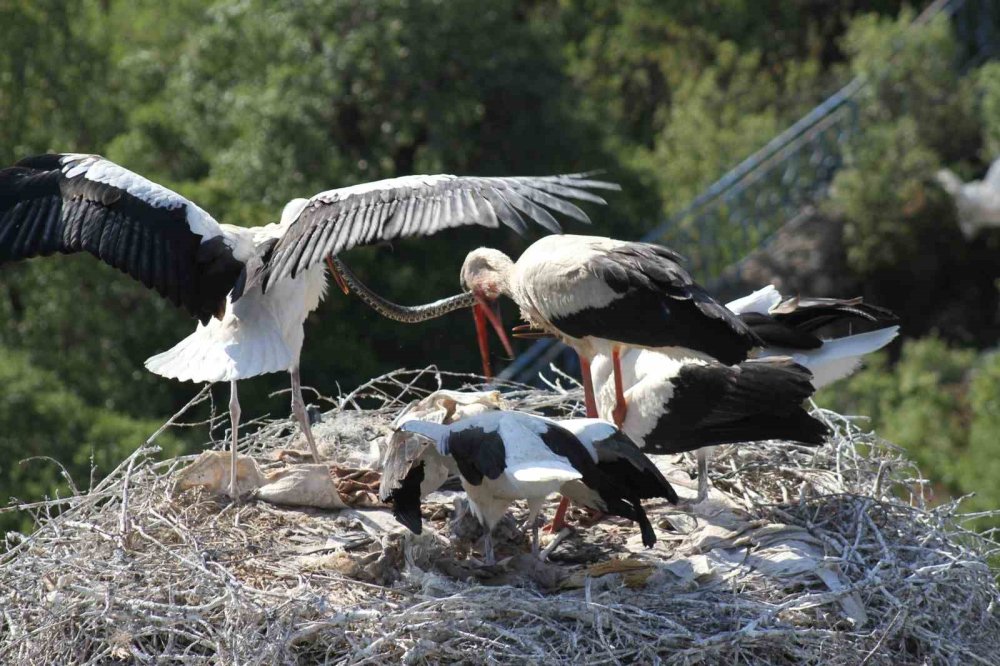Beyşehir'de Leyleklerden Görsel Şölen: Yılanı Kaptığı Gibi Yavrularına Getirdi