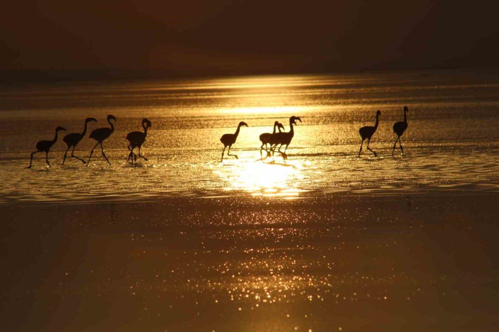 Tuz Gölü'nde Flamingo Yavrularından Renkli Görüntüler