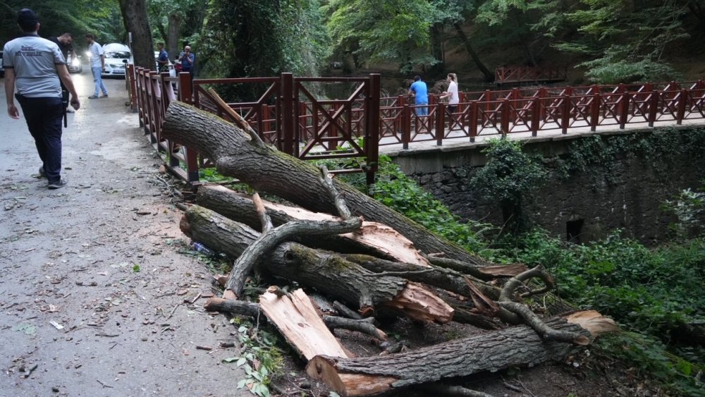 Aracınızı park ederken ağaç altını tercih etmeyin! İşte sebebi