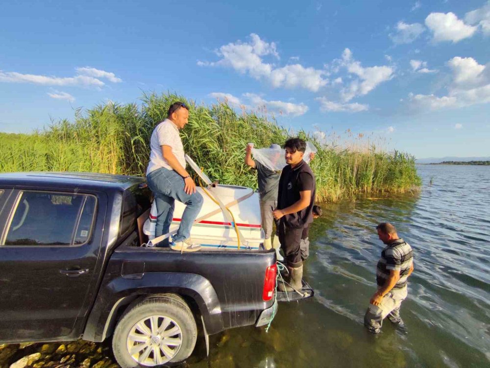 Beyşehir Gölü'ne 2.5 Milyon Yavru Sazan Salındı