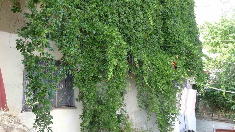 Sarmaşık kaplı ev göreni şaşkına çeviriyor