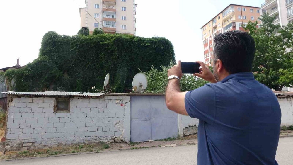 Sarmaşık kaplı ev göreni şaşkına çeviriyor