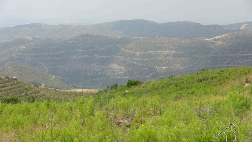 Manavgat Orman Yangınının 3. Yıl Dönümü: Yeşil Örtü Toparlanıyor