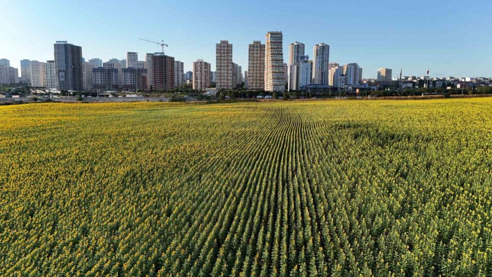 Betonlaşan İstanbul'un Ortasında Kartpostallık Manzara