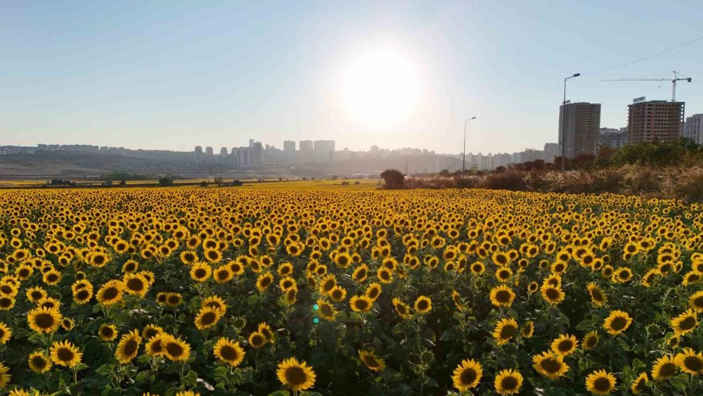Betonlaşan İstanbul'un Ortasında Kartpostallık Manzara