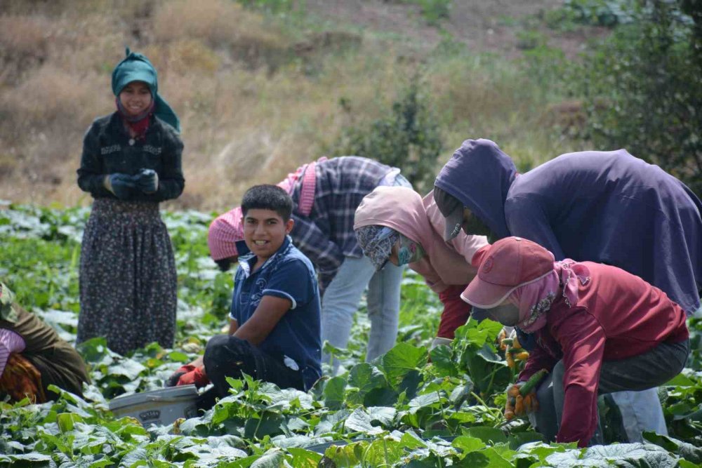 Çubuk'un Meşhur Turşusu: Doğallığıyla Damakları Şaşırtıyor