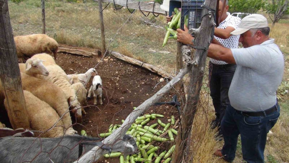 İsrail'e gidecekti, hayvan yemi oldu