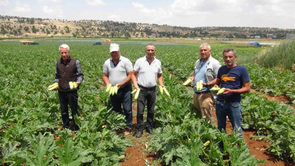 İsrail'e gidecekti, hayvan yemi oldu