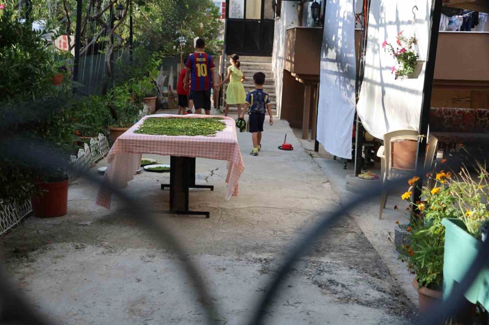 Evin bahçesine girip çocukların kedisini çaldı