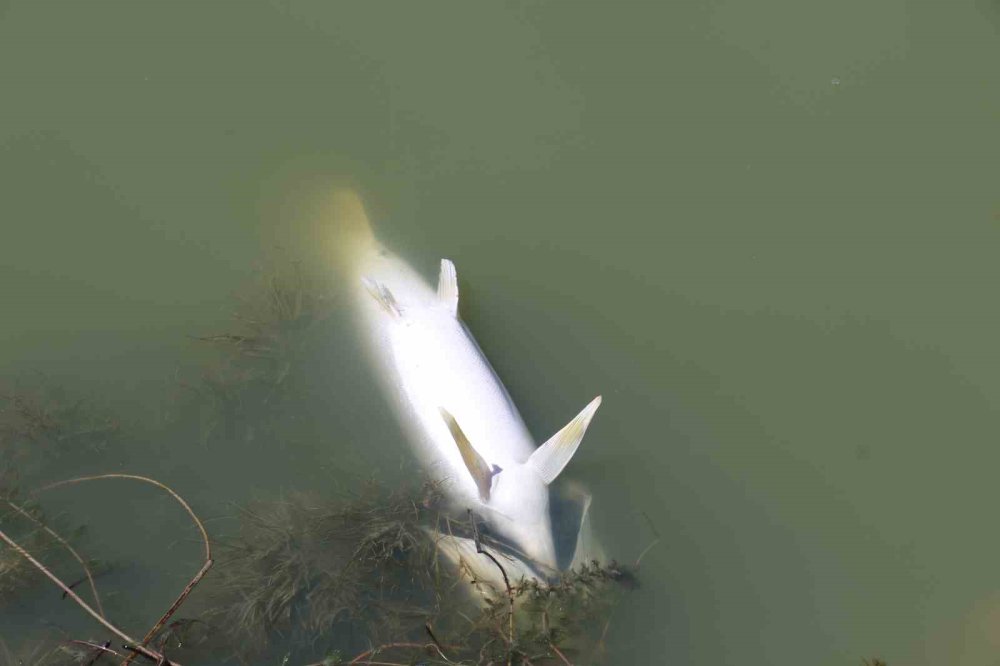 Kızılca Göleti'nde Ekolojik Felaket: Tüm Balıklar Can Verdi