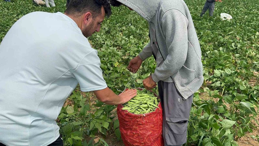 Taze Fasulye Üreticileri Fiyatlardan Şikayetçi: Maliyetleri Karşılamıyor