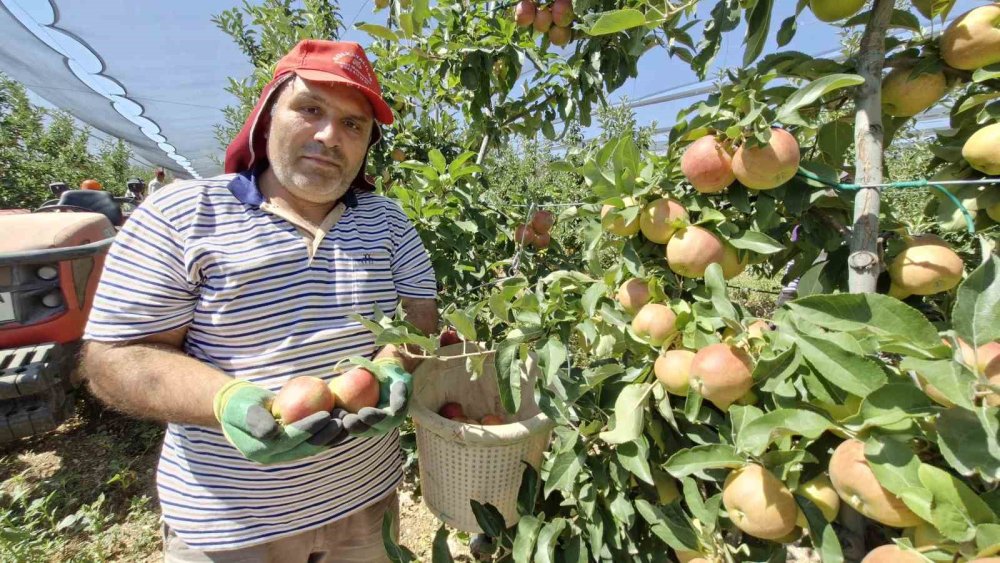 Karaman'da Yazlık Gala Çeşidiyle Erkenci Elma Hasadı Başladı