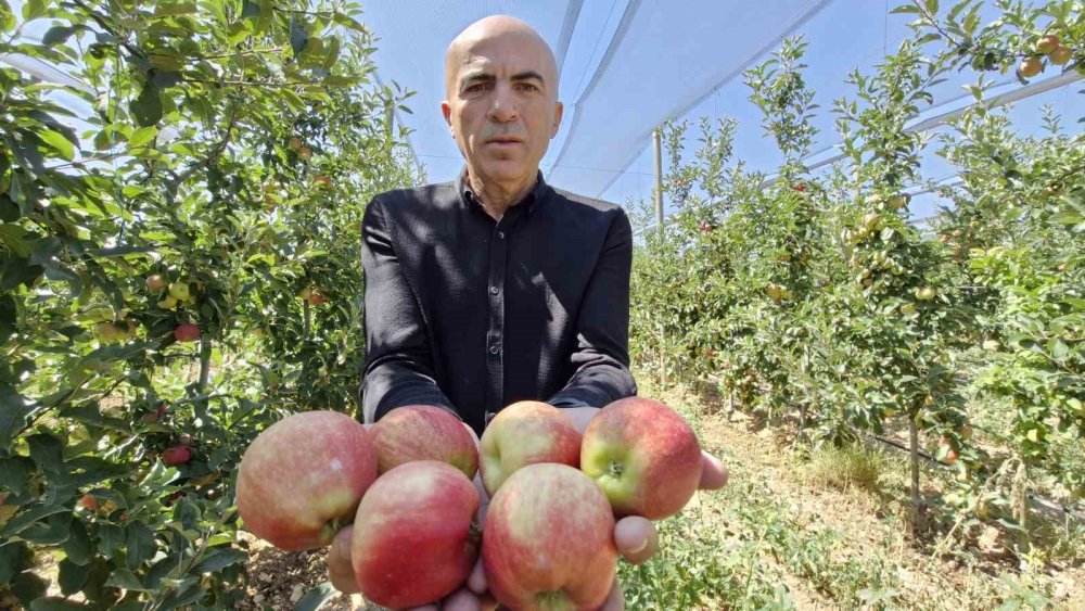 Karaman'da Yazlık Gala Çeşidiyle Erkenci Elma Hasadı Başladı