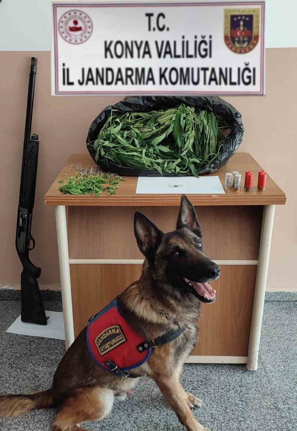 Kendi tarlasını ihbar etti: Konya’da jandarmadan uyuşturucu operasyonu