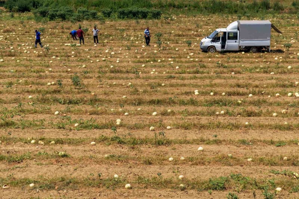 Tarlada Kalan 3 Ton Karpuzu Hayvanlara Bağışladı