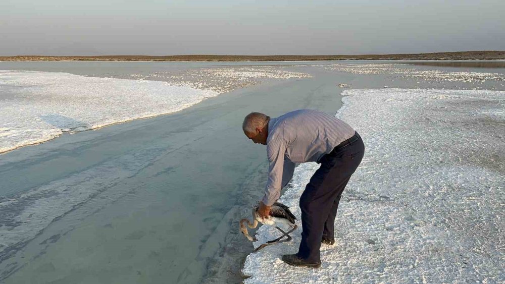 Çiftliğe düşen yavru flamingo Tuz Gölü’ne bırakıldı