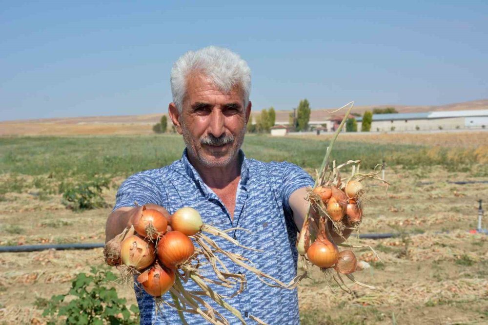 Soğan Tarlaları Yanıyor: Rekolte Yüzde 70 Düşüşte