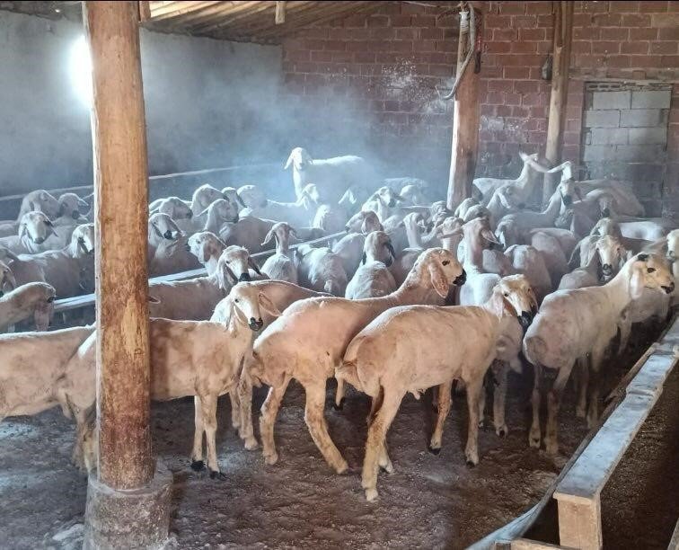Konya’da Koyun Hırsızlığı Kamerada: 3 Kişi Tutuklandı