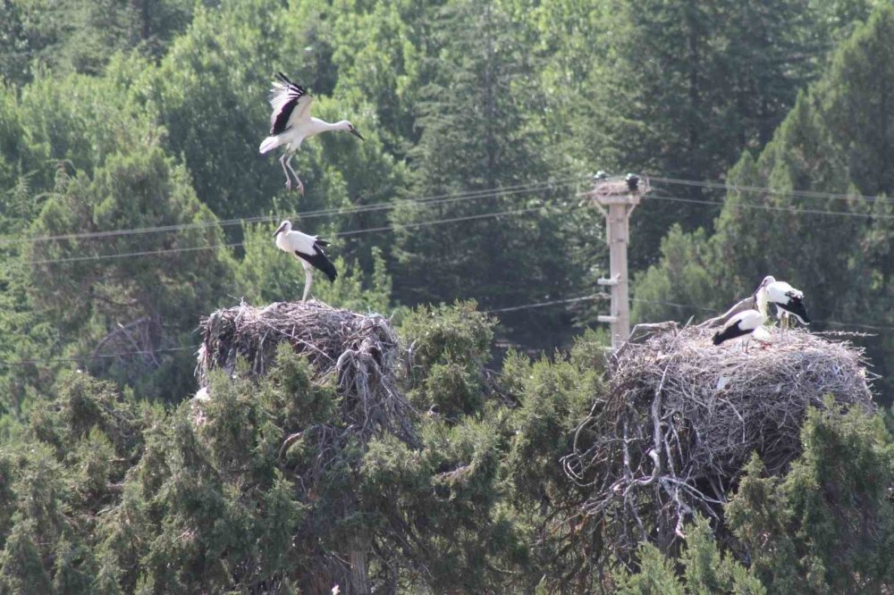 Beyşehir'in leylekleri kış geliyor dedi