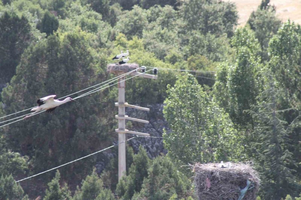 Beyşehir'in leylekleri kış geliyor dedi