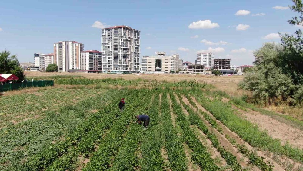 Beton Denizi Arasında Ata Tohumlarına Hayat Veriyorlar