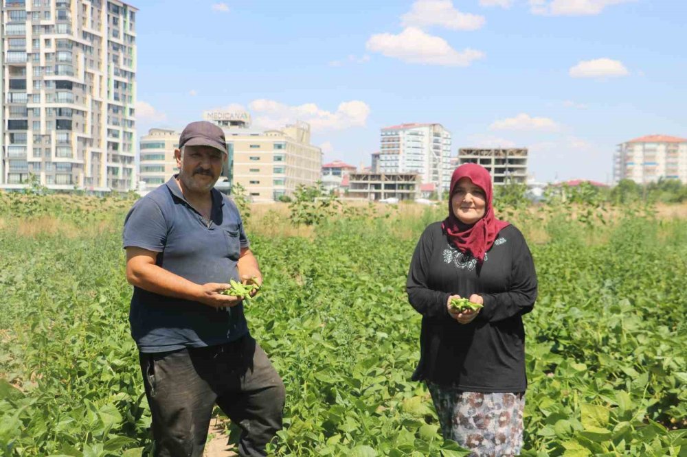 Beton Denizi Arasında Ata Tohumlarına Hayat Veriyorlar