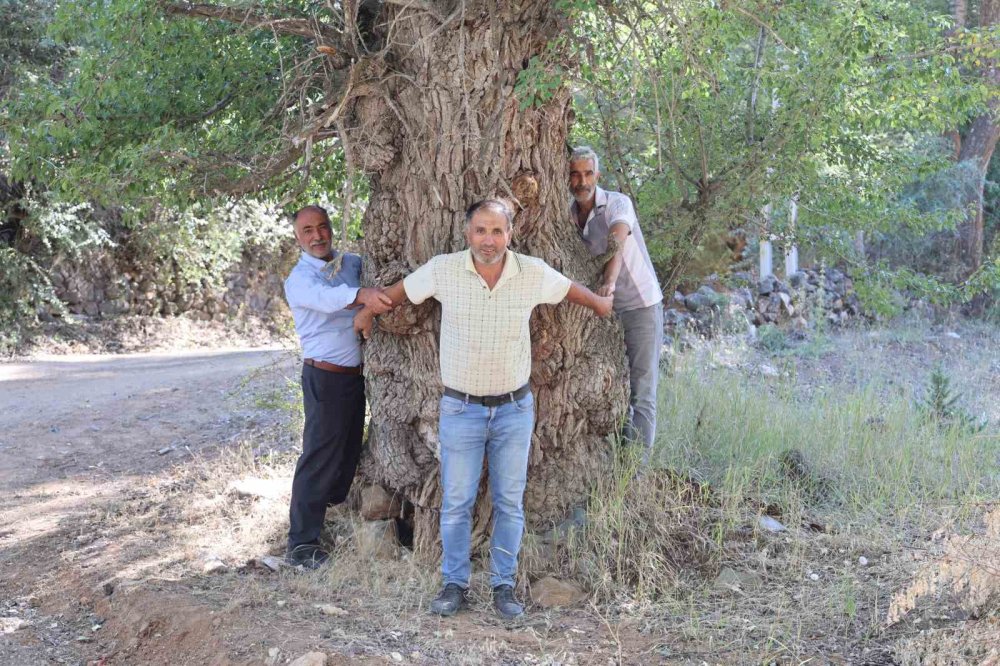 400 Yıllık Meyve Ağacı, Halkı Korkutuyor: Dalını Kesene Uğursuzluk Getiriyor