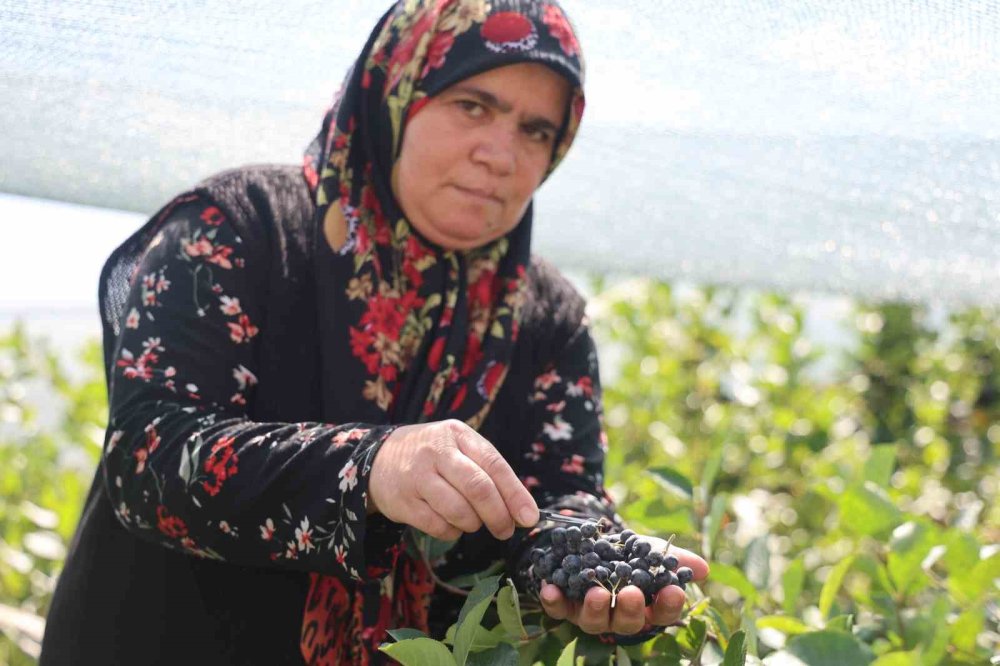 Konya'da Aronya Hasadı Başladı