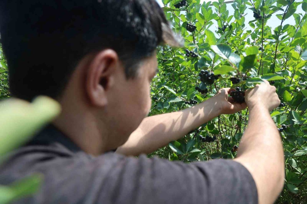 Konya'da Aronya Hasadı Başladı