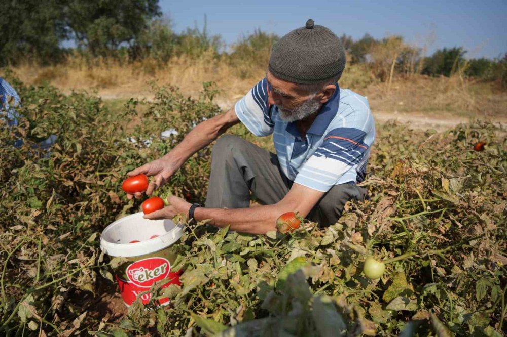 Sosyal medyada çağrı yaptı, satamadığı domatesleri bedava dağıttı