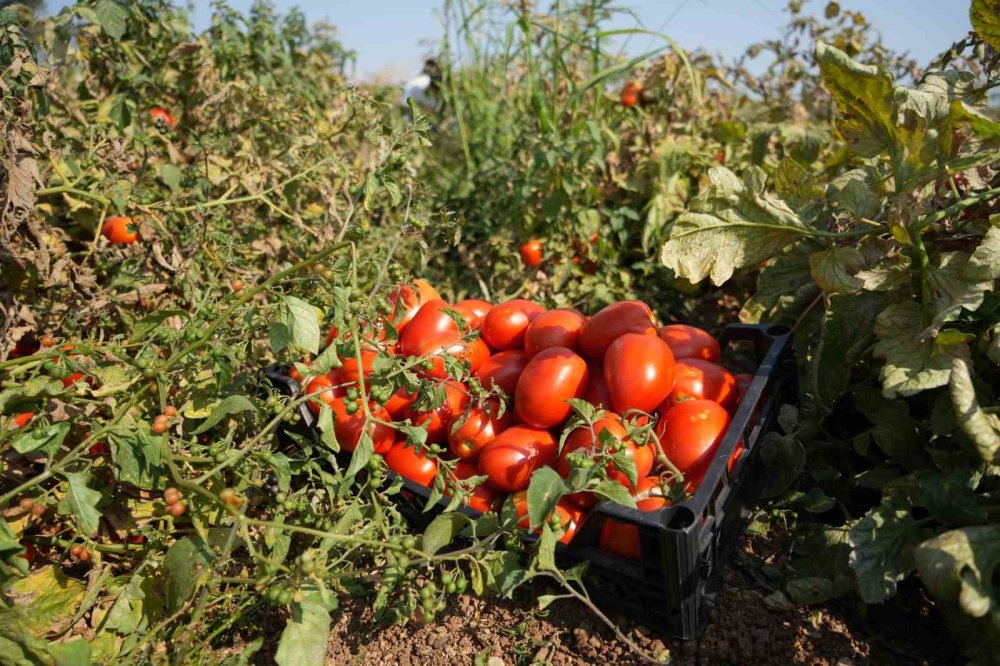 Sosyal medyada çağrı yaptı, satamadığı domatesleri bedava dağıttı