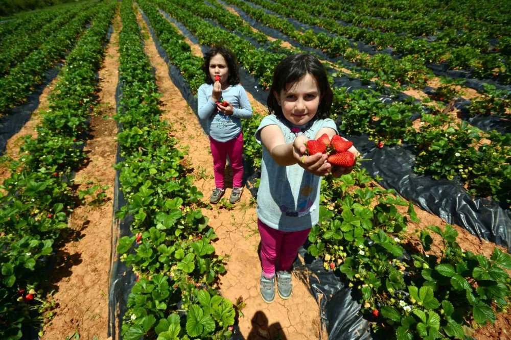 Başkan Altay'dan Hüyük Çileği Açıklaması: Hayırlı Olsun