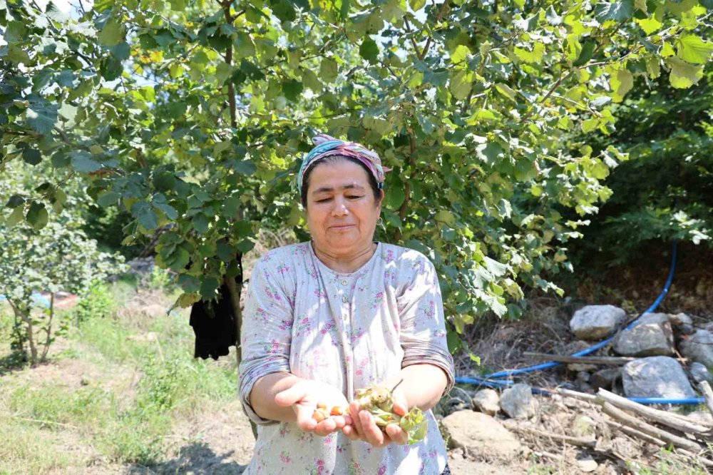 Karadeniz’den aldığı fındık fidesiyle Akdeniz'de hasat yapıyor