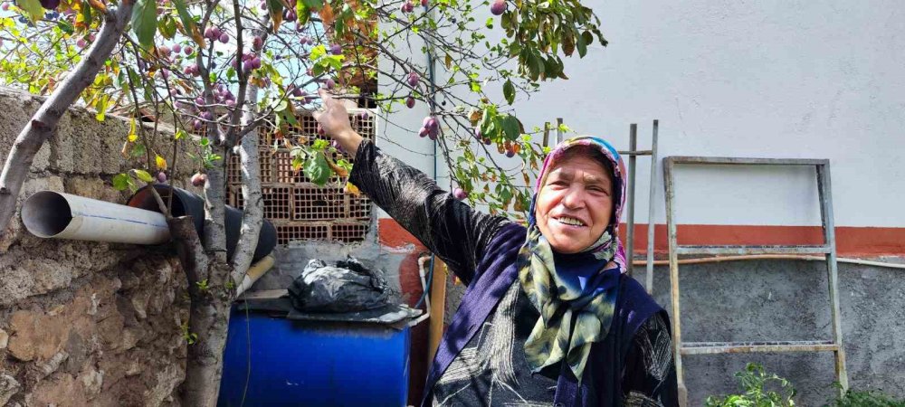 Erik ağacı mevsimleri şaşırdı