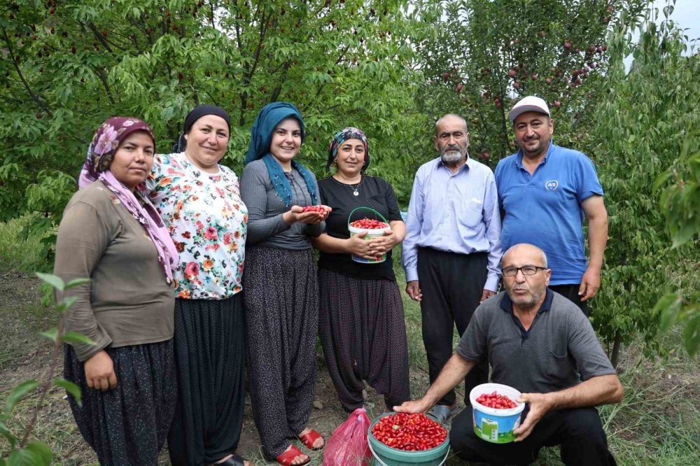 Şifalı kızılcık kirazının hasadı başladı