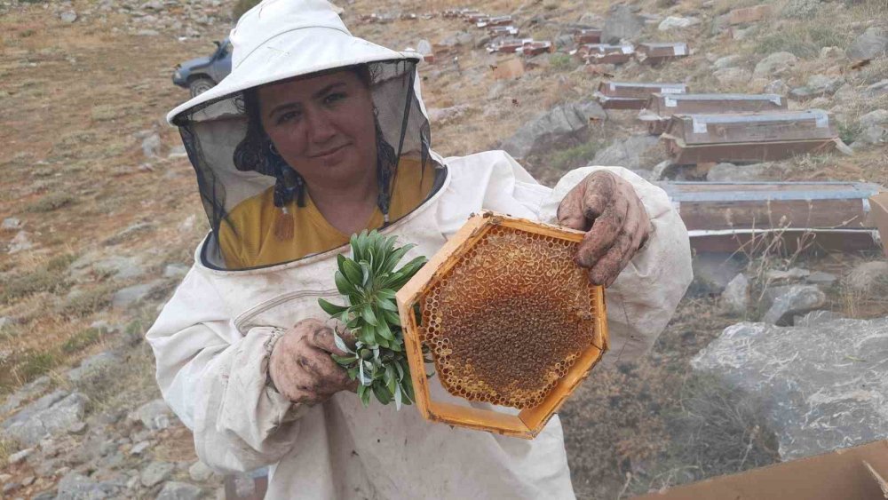 Ayı korkusu, hasadı erken yaptırdı