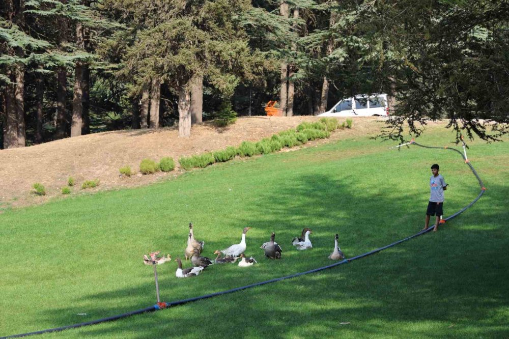 Başkonuş Yaylası, Doğa Turizminin Gözde Rotası Olmaya Devam Ediyor