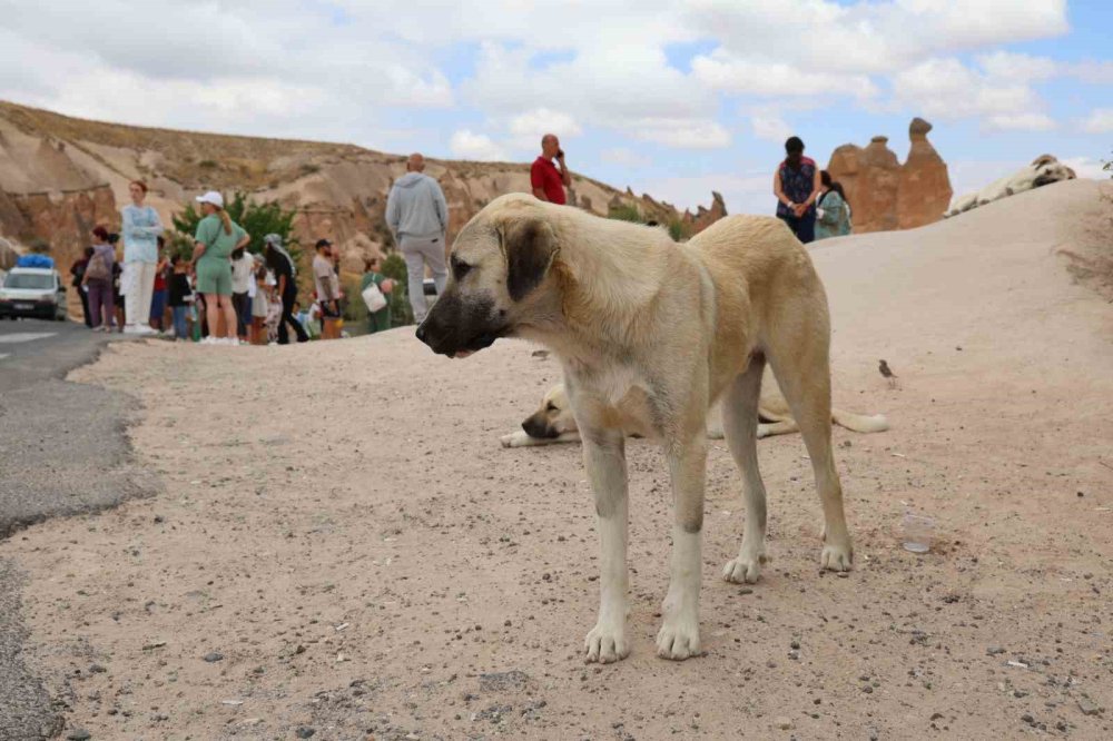 Sokak köpekleri turistleri de korkutmaya başladı