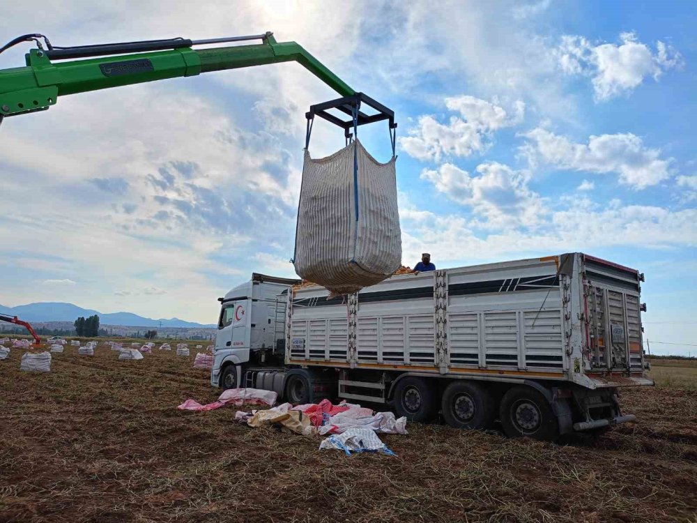 Konya'nın cips olacak patatesleri hasat ediliyor