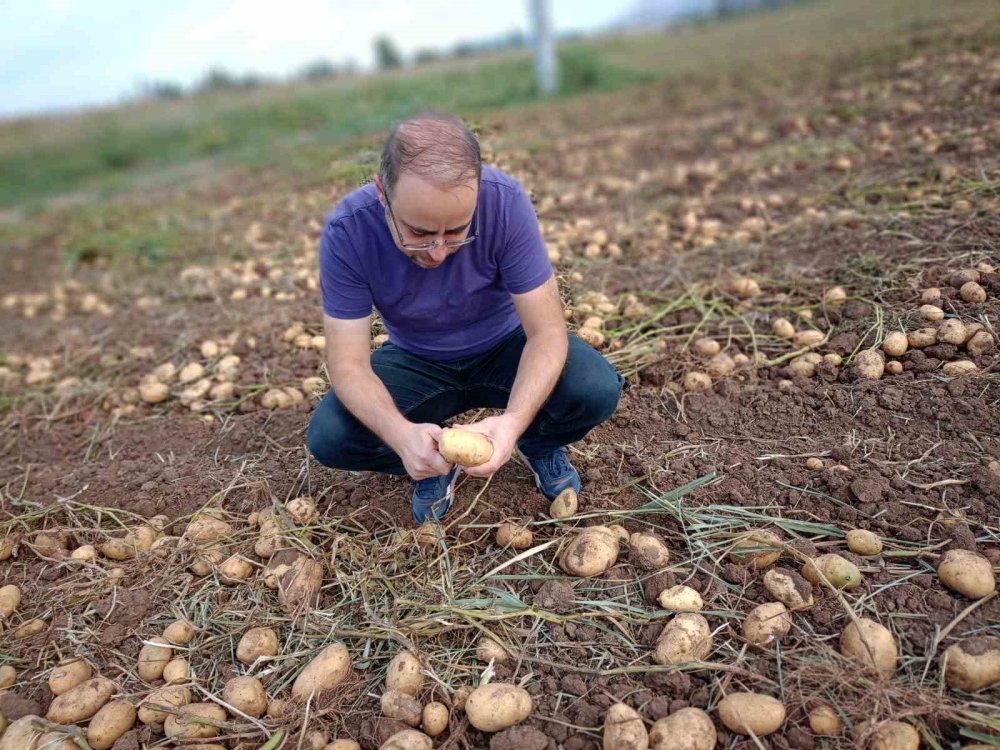 Konya'nın cips olacak patatesleri hasat ediliyor